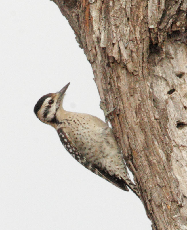 Ladder-backed Woodpecker, female, 2/25/11, Martin Refuge, Edinburg, TX