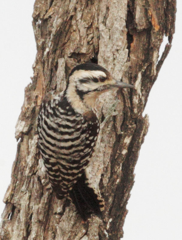 Ladder-backed Woodpecker