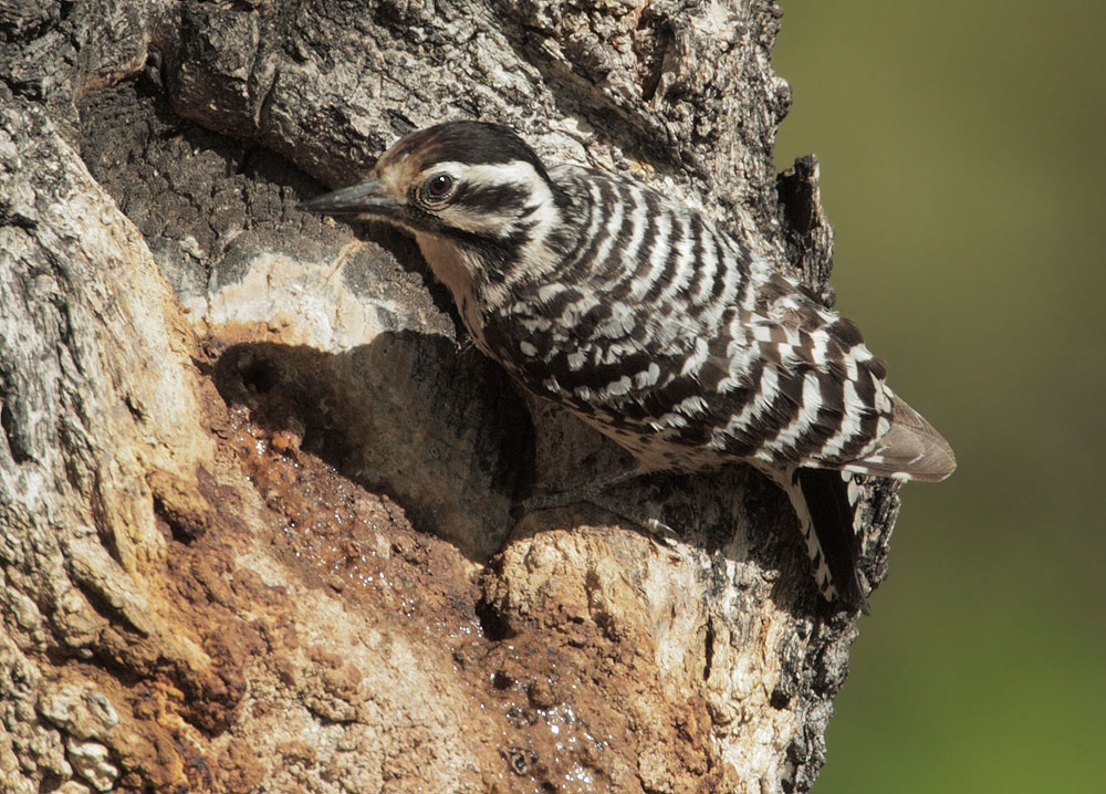 Ladder-backed Woodpecker