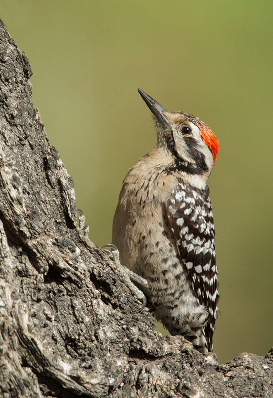 Ladder-backed Woodpecker