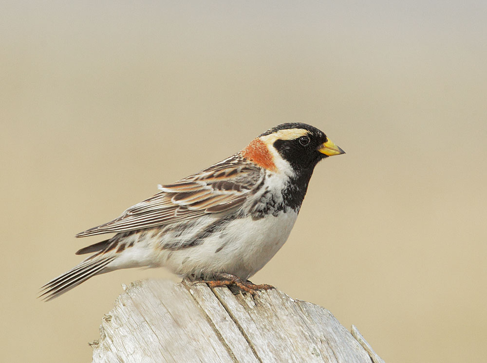 Lapland Longspur