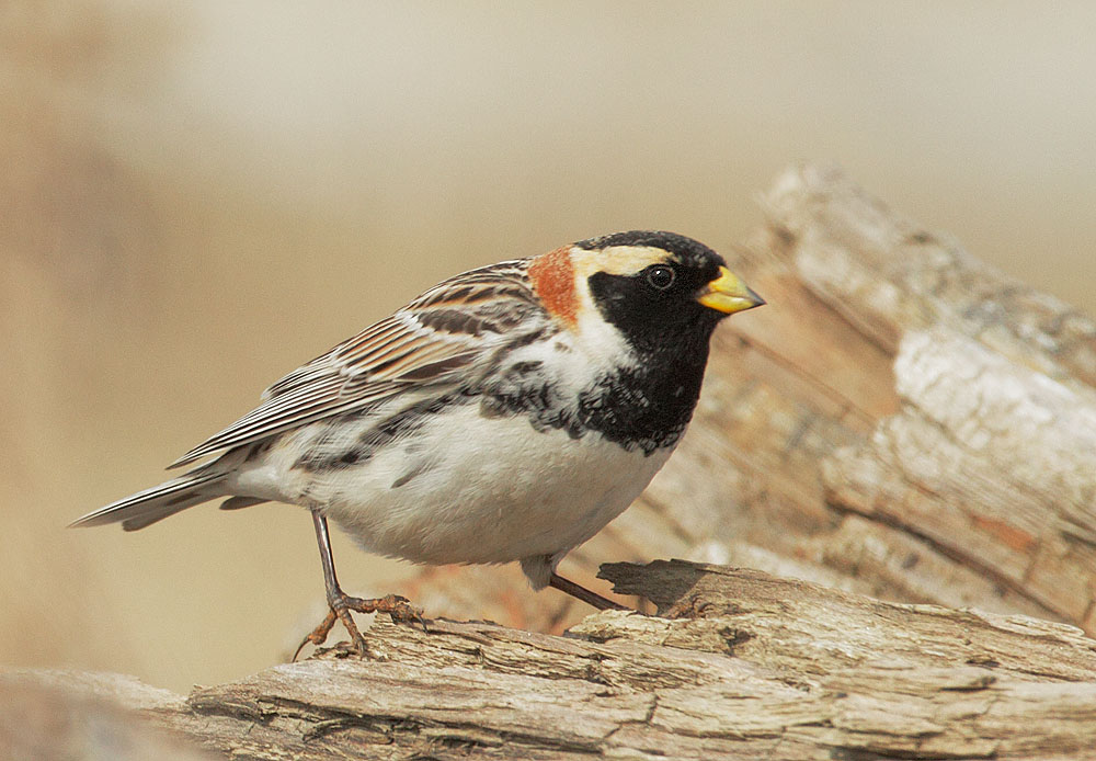 Lapland Longspur