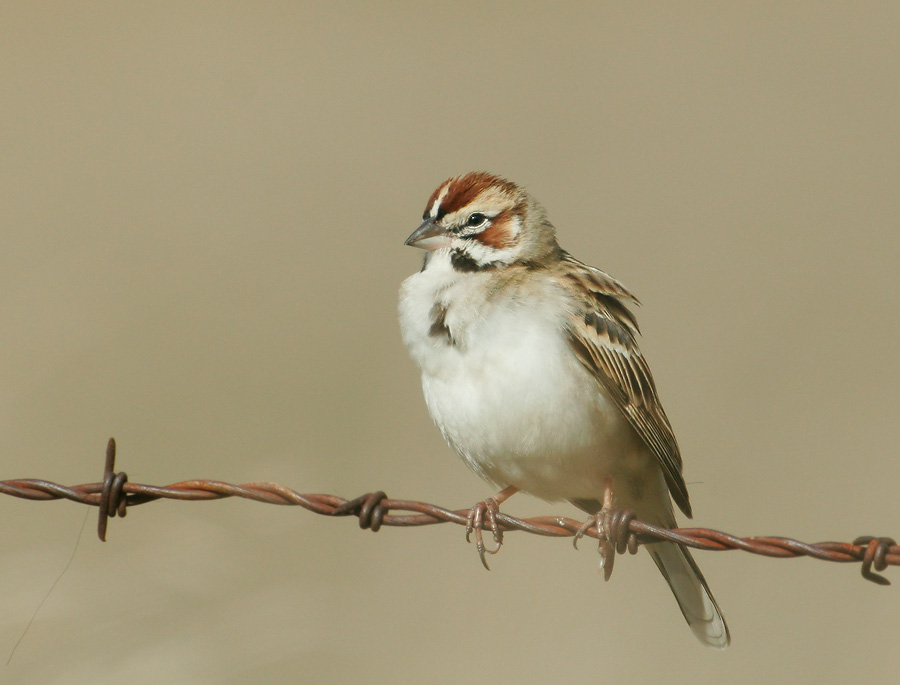 Lark Sparrow