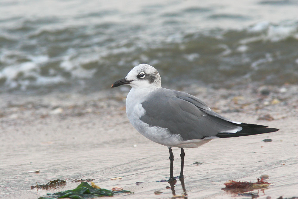 Laughing Gull