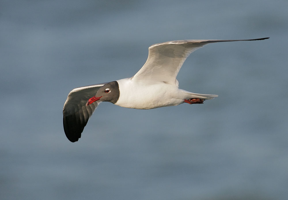 Laughing Gull
