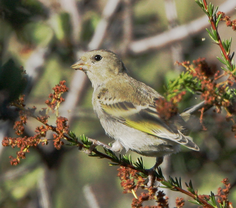 Lawrence's Goldfinch