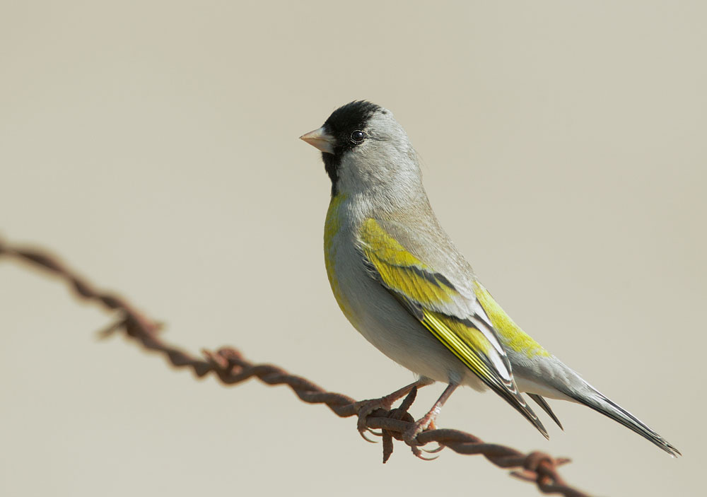 Lawrence's Goldfinch