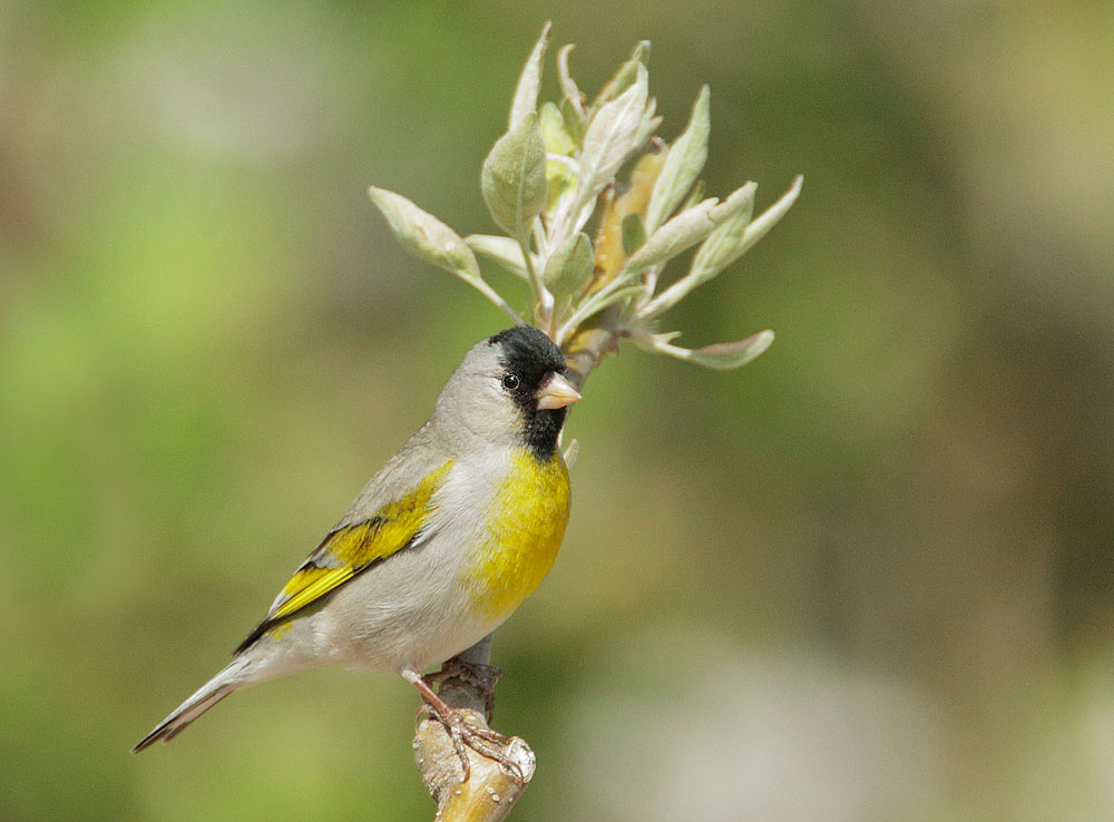 Lawrence's Goldfinch