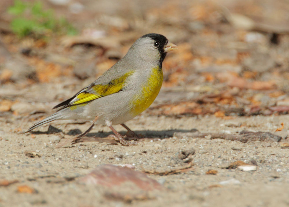 Lawrence's Goldfinch