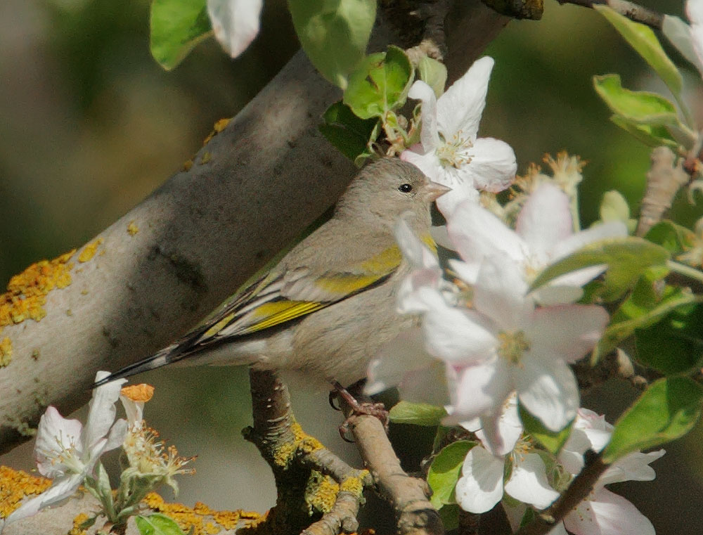 Lawrence's Goldfinch