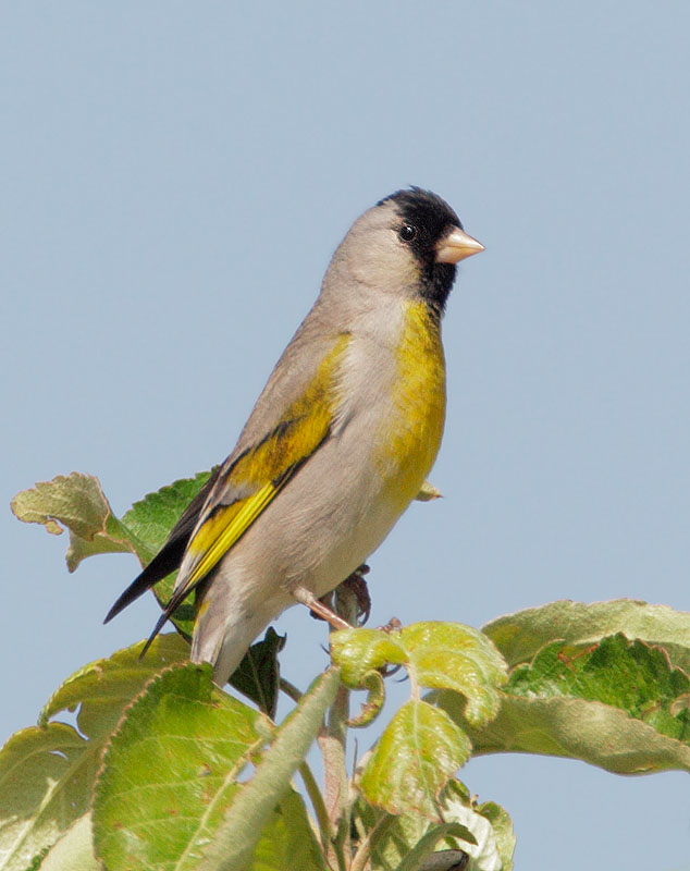 Lawrence's Goldfinch