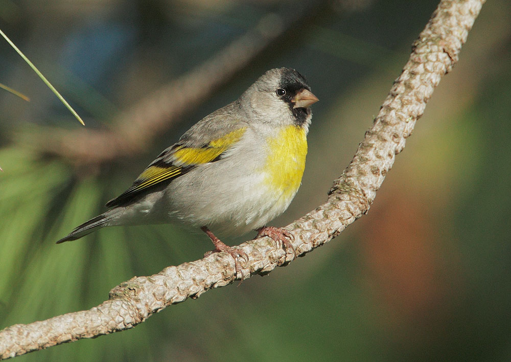 Lawrence's Goldfinch
