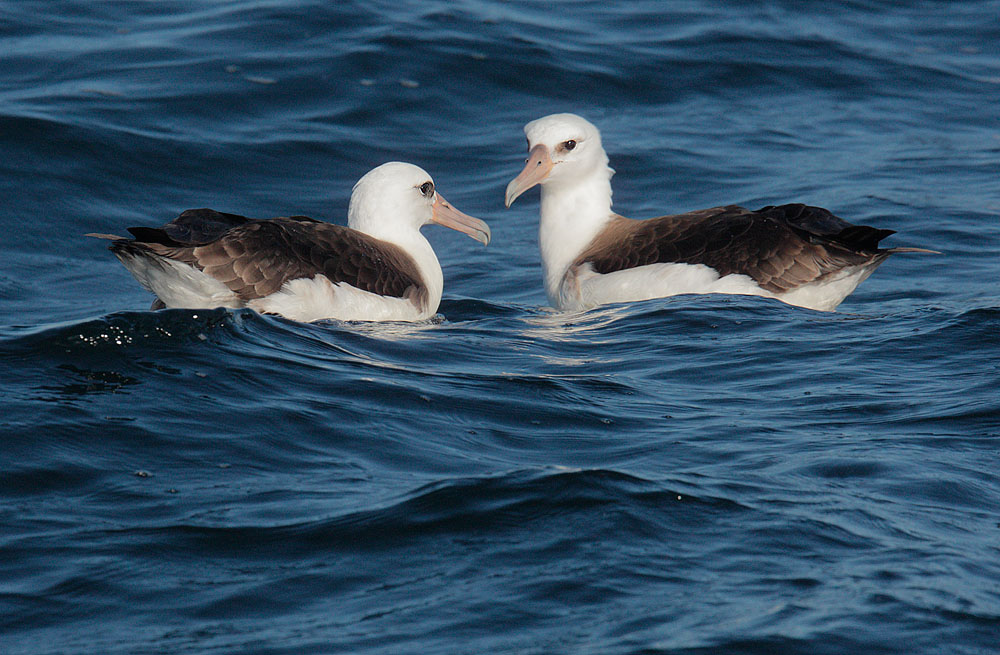 Laysan Albatrosses