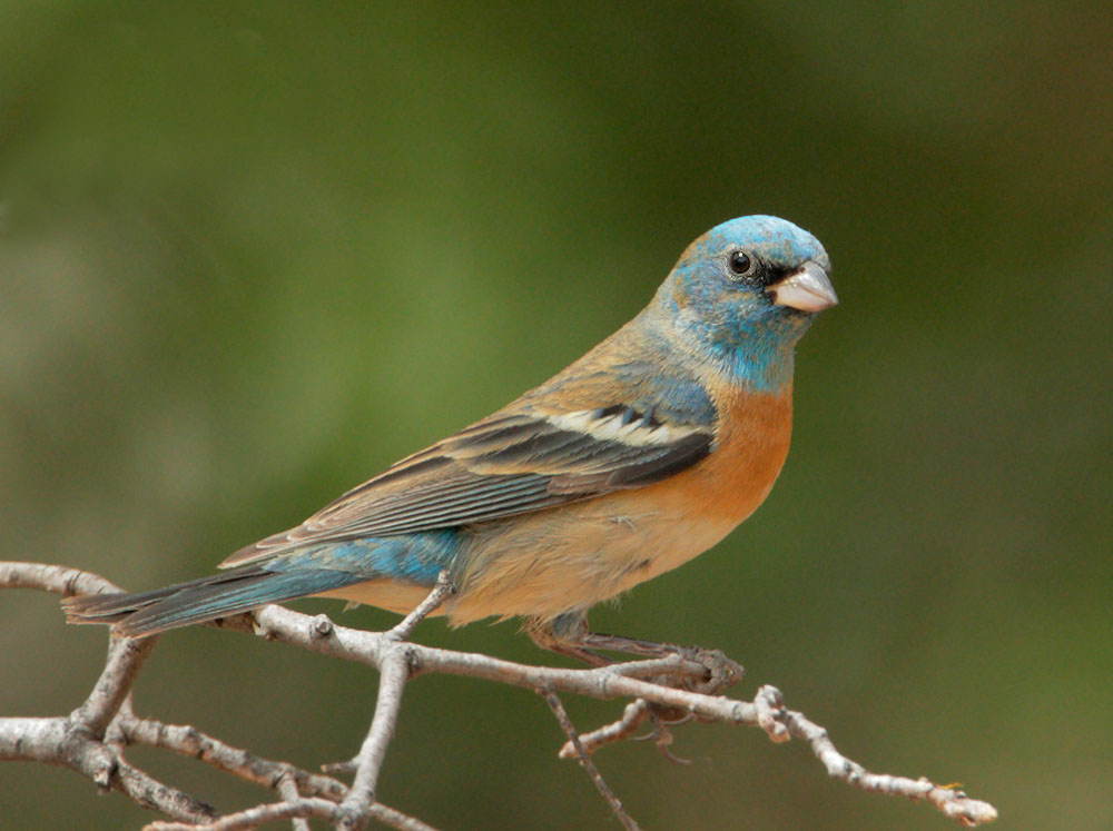 Lazuli Bunting