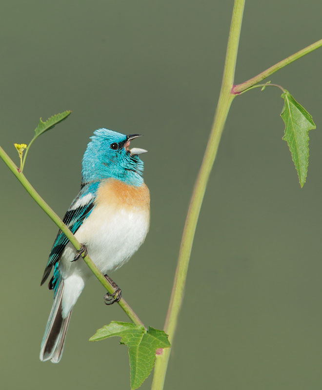 Lazuli Bunting