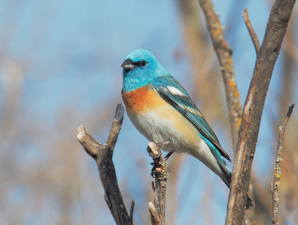 Lazuli Bunting