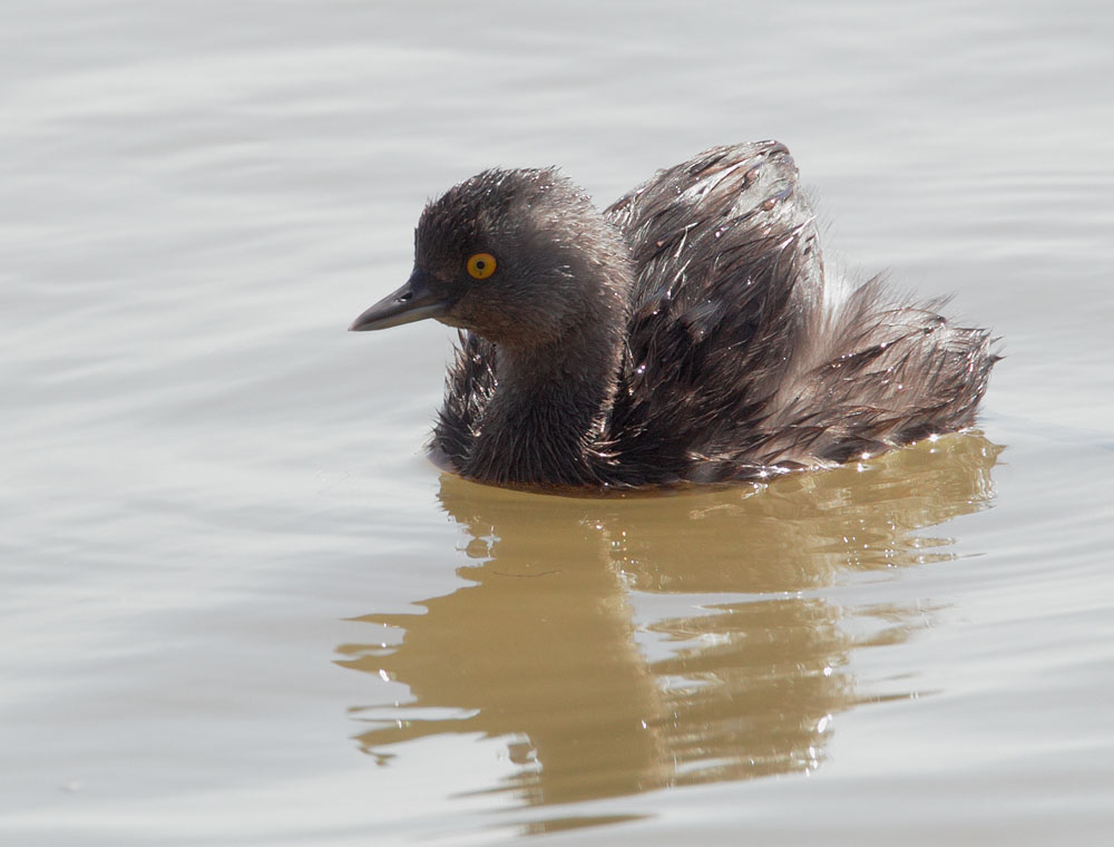 Least Grebe