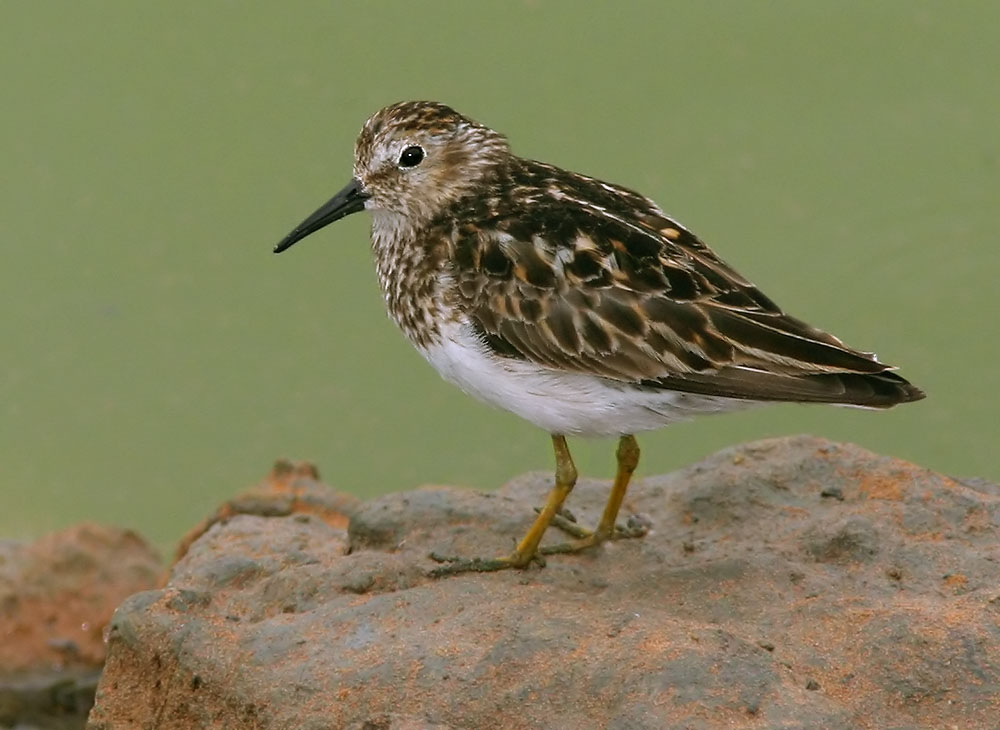 Least Sandpiper