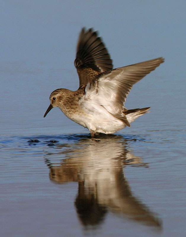Least Sandpiper