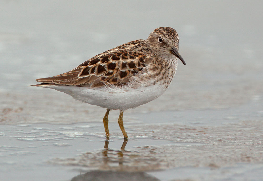 Least Sandpiper