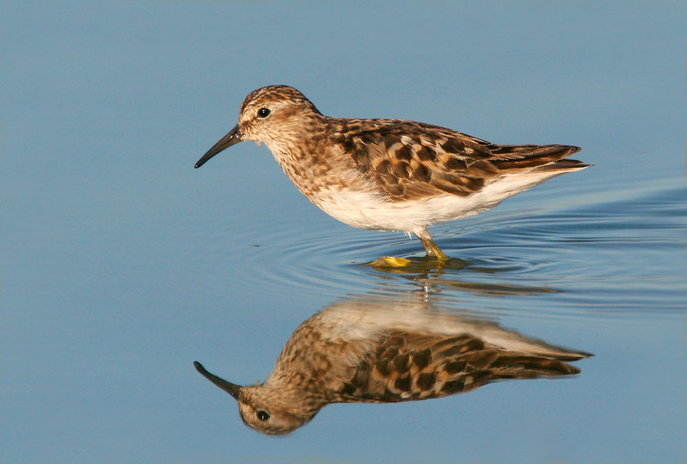 Least Sandpiper
