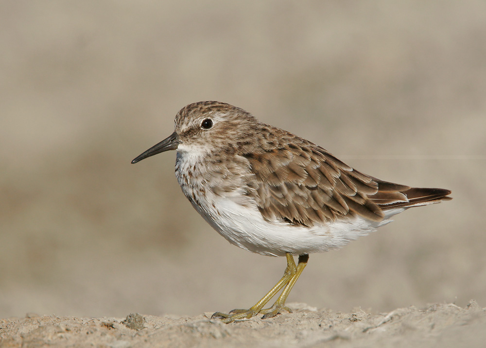 Least Sandpiper