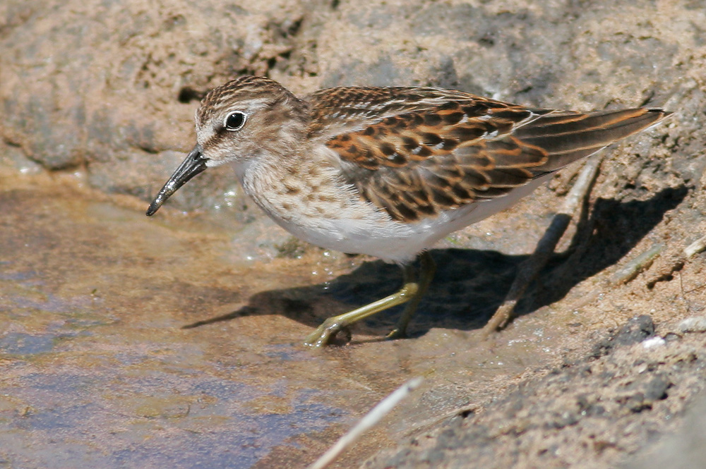 Least Sandpiper