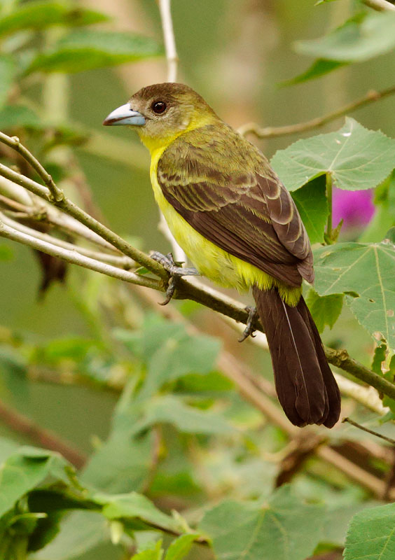 Lemon-rumped Tanager
