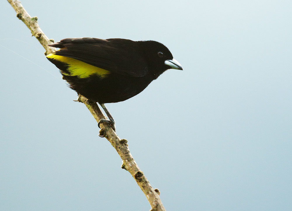 Lemon-rumped Tanager