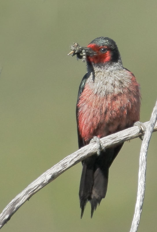 Lewis's Woodpecker, carrying food to nest, 6/10/08, Smithneck Road, Loyalton, Sierra Co