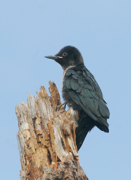 Lewis's Woodpecker, fledgling, 7/2/07, Loyalton, Sierra Co