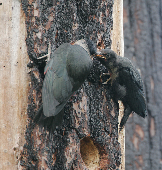 Lewis's Woodpecker, adult feeding fledgling, 7/2/07, Loyalton, Sierra Co