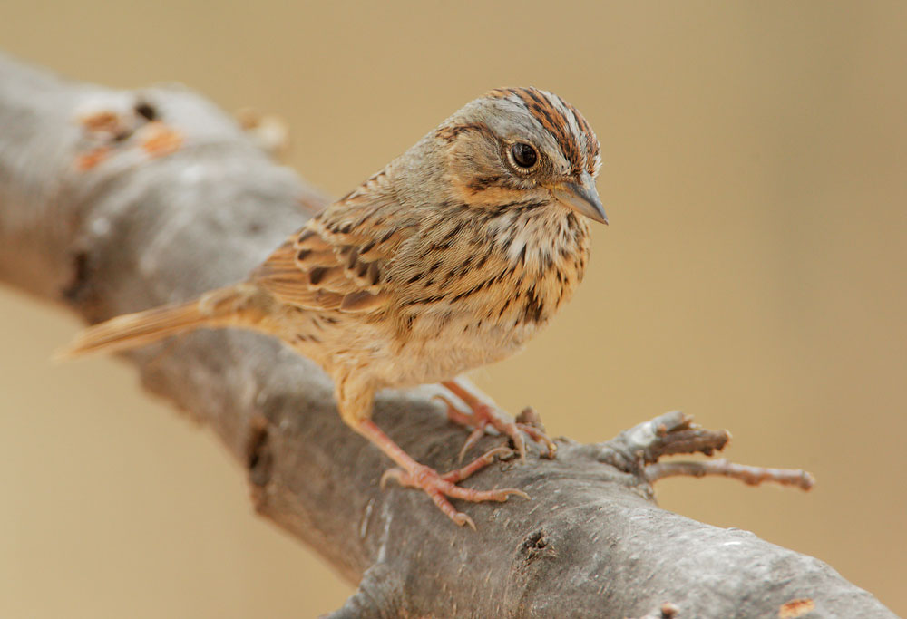 Lincoln's Sparrow
