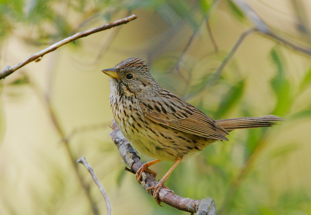Lincoln's Sparrow