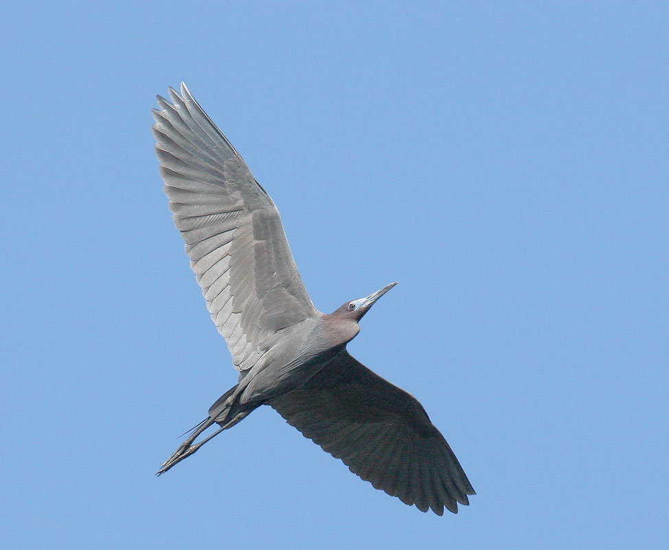 Little Blue Heron