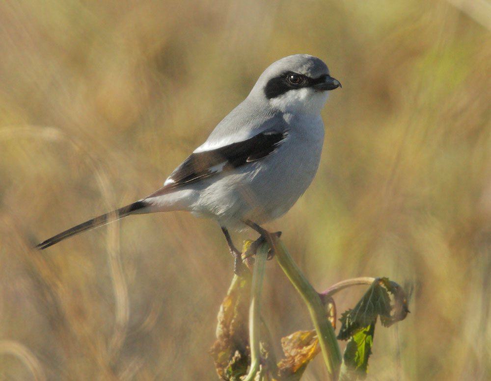 Loggerhead Shrike