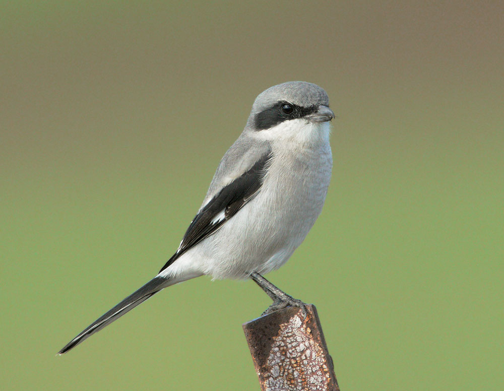 Loggerhead Shrike