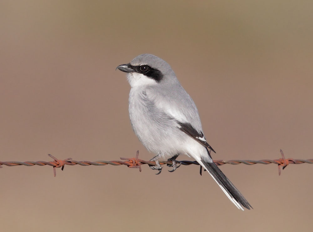 Loggerhead Shrike