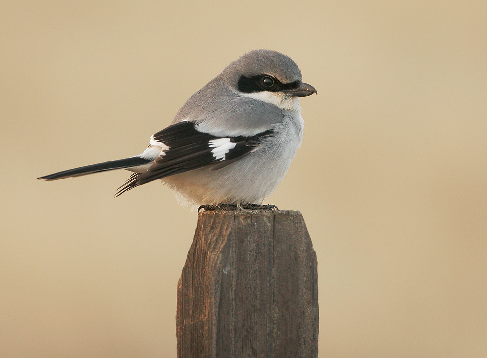 Loggerhead Shrike