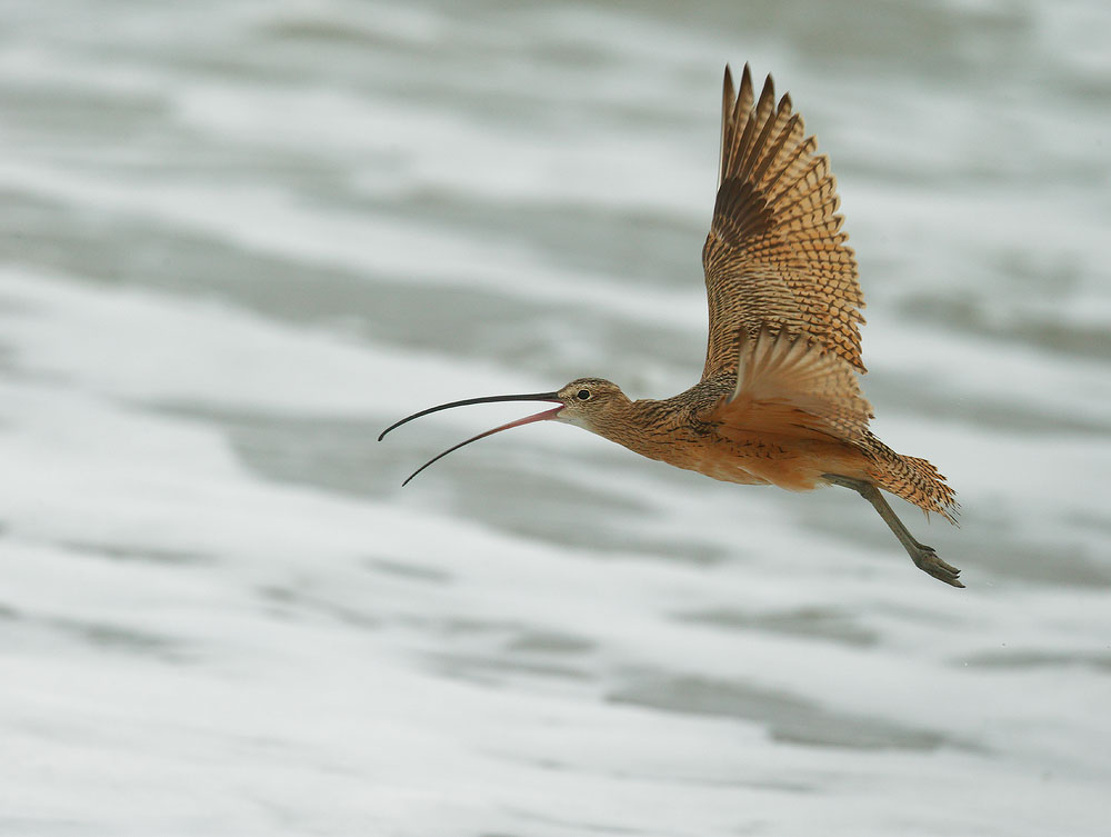 Long-billed Curlew