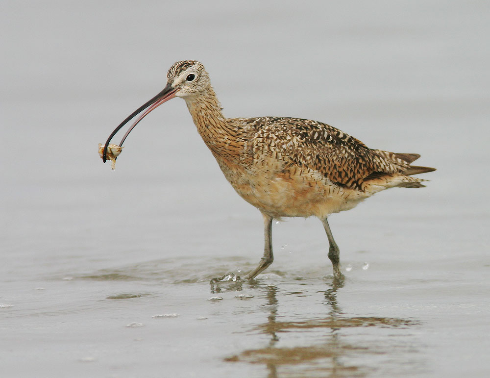 Long-billed Curlew