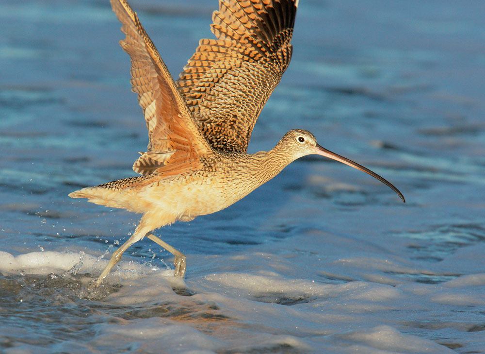Long-billed Curlew