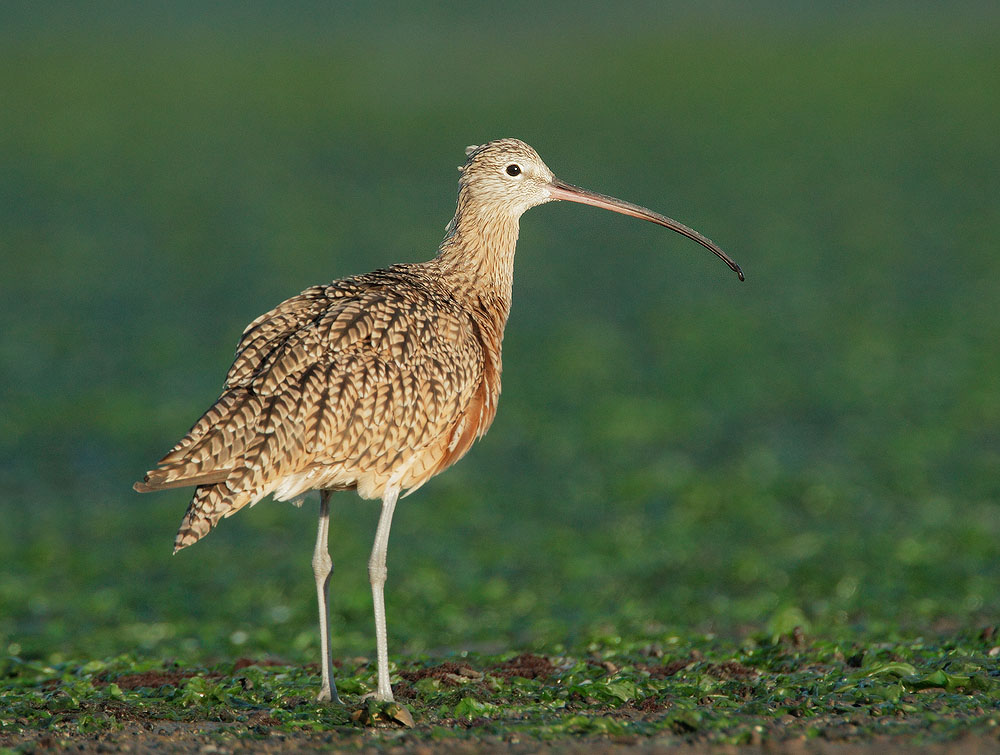 Long-billed Curlew