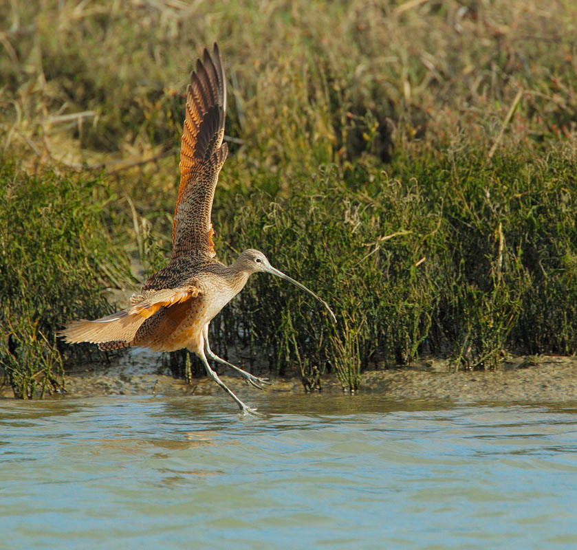 Long-billed Curlew