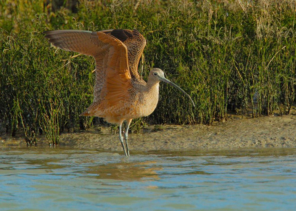 Long-billed Curlew