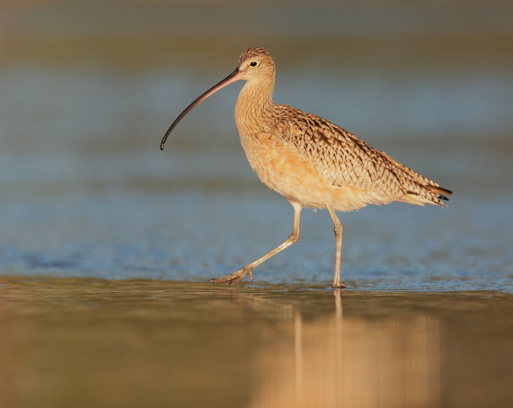 Long-billed Curlew