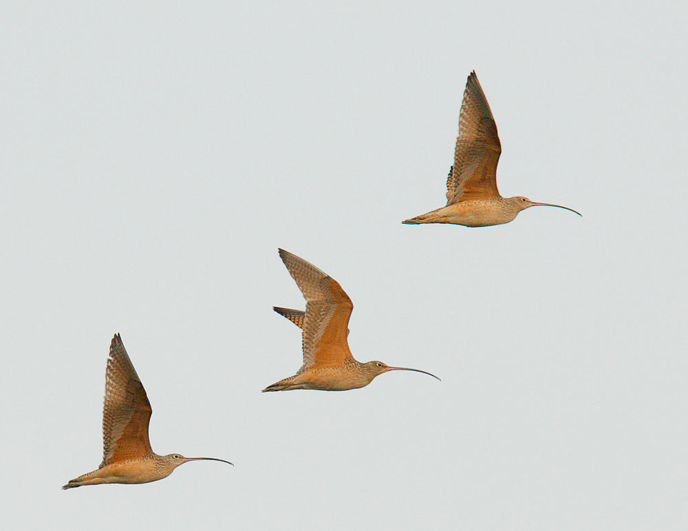 Long-billed Curlews