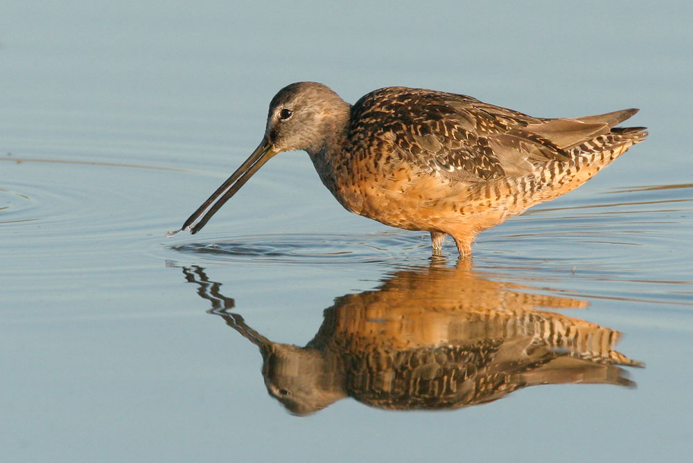 Long-billed Dowitcher