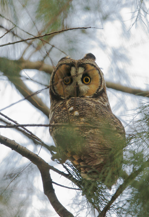 Long-eared Owl