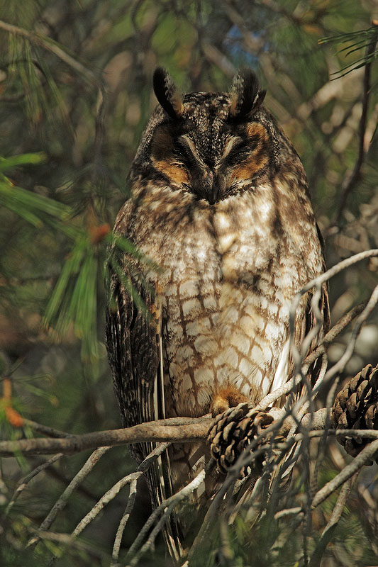 Long-eared Owl